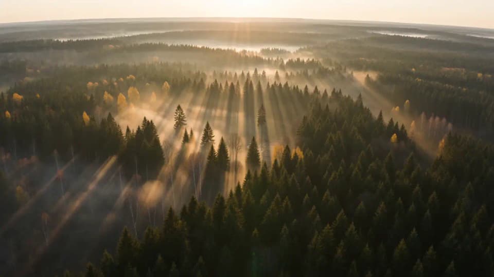 Land u Forstservice Arnhold – Land- und Forstservice